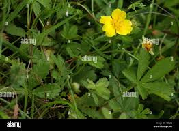 Attēlu rezultāti vaicājumam “Potentilla reptans bud”