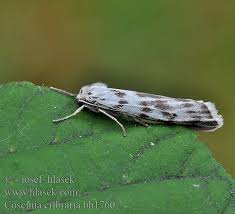 Attēlu rezultāti vaicājumam “Coscinia cribraria”