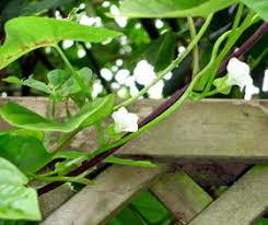 Attēlu rezultāti vaicājumam “Calystegia inflata leaf”