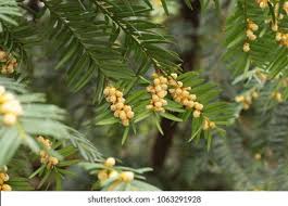 Attēlu rezultāti vaicājumam “Taxus baccata male flower”