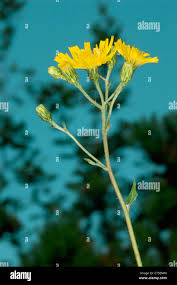 Attēlu rezultāti vaicājumam “Hieracium vulgatum leaf”