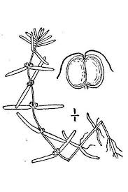 Attēlu rezultāti vaicājumam “Callitriche hermaphroditica”