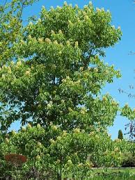 Attēlu rezultāti vaicājumam “Populus x berolinensis”