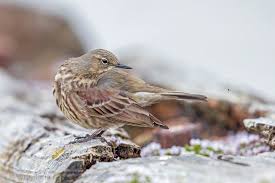 Image result for Anthus petrosus