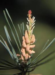 Attēlu rezultāti vaicājumam “Pinus sylvestris male flower”