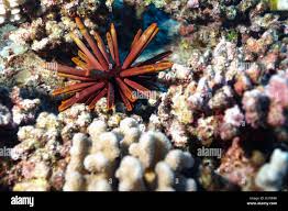 Image result for Mesocentrotus franciscanus