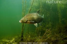 Image result for Abramis brama