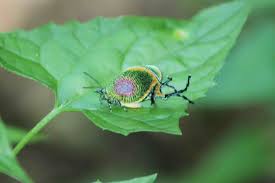 Attēlu rezultāti vaicājumam “Lycogala persicum”