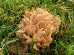 Attēlu rezultāti vaicājumam “Stemonitis pallida var. rubescens macro”