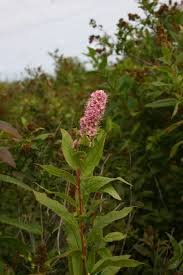 Attēlu rezultāti vaicājumam “Spiraea salicifolia”