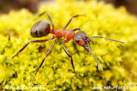 Attēlu rezultāti vaicājumam “Formica rufa”