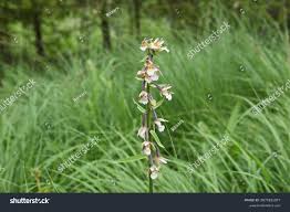 Attēlu rezultāti vaicājumam “Epipactis palustris flower”
