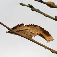 Attēlu rezultāti vaicājumam “Salix cinerea leaf”
