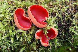 Attēlu rezultāti vaicājumam “Sarcoscypha austriaca”