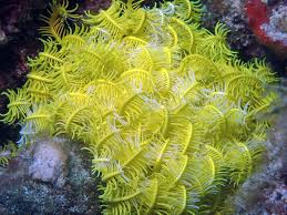 Attēlu rezultāti vaicājumam “Comatricha ellae stalked”