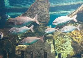 Image result for Pagellus bogaraveo