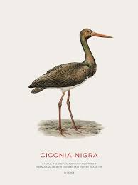 Attēlu rezultāti vaicājumam “Ciconia nigra”