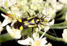 Attēlu rezultāti vaicājumam “Grypocoris sexguttatus”