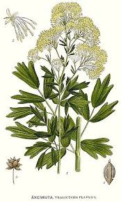 Attēlu rezultāti vaicājumam “Thalictrum flavum leaf”