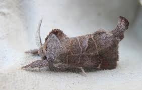 Attēlu rezultāti vaicājumam “Clostera pigra”