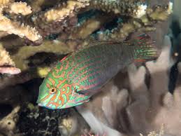 Attēlu rezultāti vaicājumam “Meleagris male”