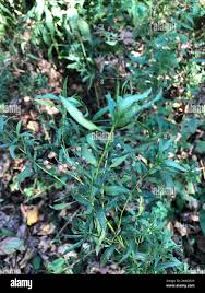 Attēlu rezultāti vaicājumam “Achillea salicifolia leaf”
