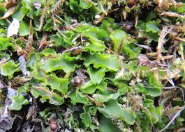 Attēlu rezultāti vaicājumam “Aneura pinguis”