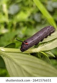 Attēlu rezultāti vaicājumam “Hyles gallii larva”
