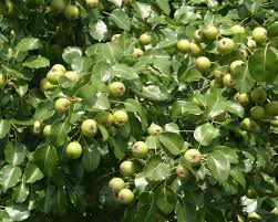 Attēlu rezultāti vaicājumam “Pyrus pyraster”