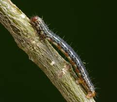 Attēlu rezultāti vaicājumam “Hydriomena furcata”