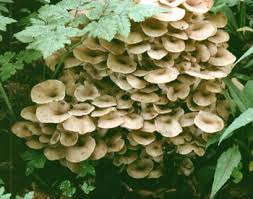 Attēlu rezultāti vaicājumam “Polyporus umbellatus”