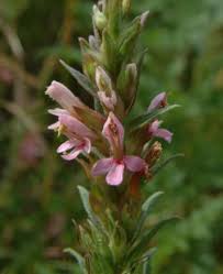 Attēlu rezultāti vaicājumam “Orobanchaceae”