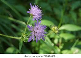 Attēlu rezultāti vaicājumam “Succisa pratensis bud”