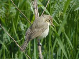 Image result for Hippolais caligata