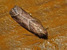 Attēlu rezultāti vaicājumam “Nyctegretis lineana”