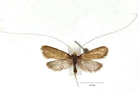 Attēlu rezultāti vaicājumam “Nematopogon sp.”