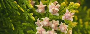 Attēlu rezultāti vaicājumam “Thuja occidentalis flower”