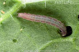 Attēlu rezultāti vaicājumam “Plutella xylostella”