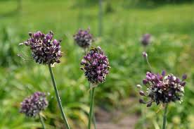 Attēlu rezultāti vaicājumam “Allium scorodoprasum”