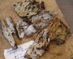 Attēlu rezultāti vaicājumam “Hyphodontia barba-jovis”