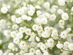Attēlu rezultāti vaicājumam “Gypsophila fastigiata flower”
