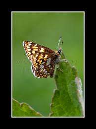 Attēlu rezultāti vaicājumam “Hamearis lucina upperside”