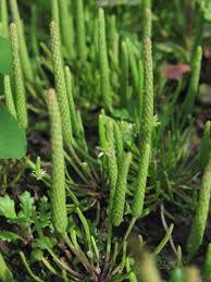 Attēlu rezultāti vaicājumam “Myosurus minimus”