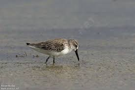 Attēlu rezultāti vaicājumam “Calidris falcinellus adult”