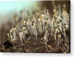 Attēlu rezultāti vaicājumam “Pilobolus crystallinus”