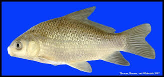 Image result for Ictiobus niger