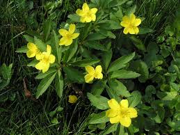 Attēlu rezultāti vaicājumam “Anemone ranunculoides”