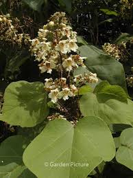 Attēlu rezultāti vaicājumam “Catalpa ovata flower”