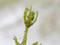 Attēlu rezultāti vaicājumam “Chara hispida”