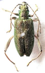 Attēlu rezultāti vaicājumam “Donacia dentata”